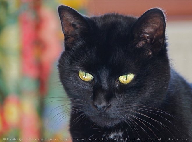 Photo de Chat domestique