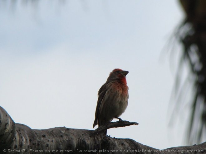 Photo de Moineau