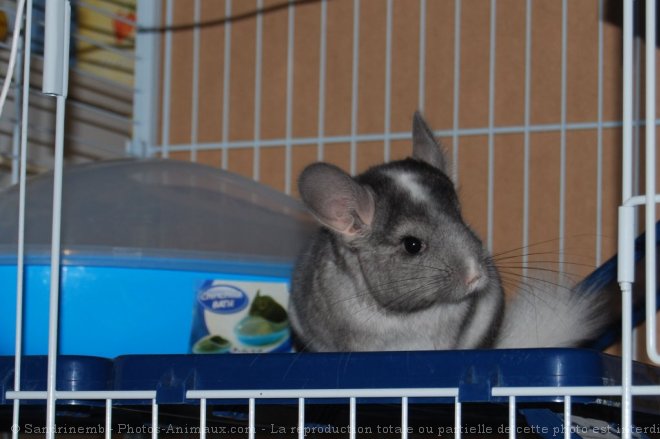 Photo de Chinchilla