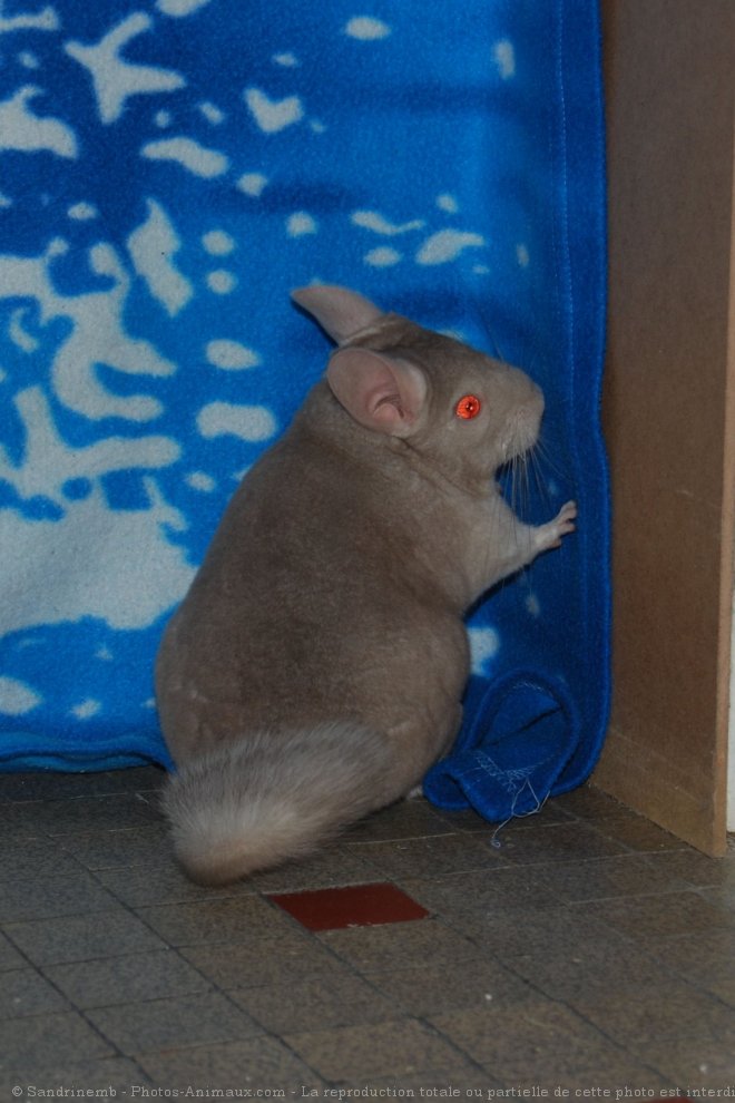 Photo de Chinchilla