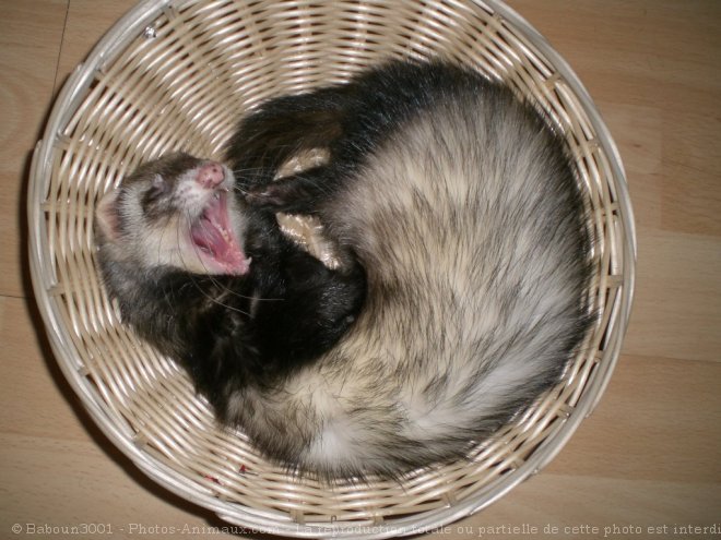 Photo de Furet