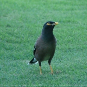 Photo de Cardinal