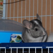 Photo de Chinchilla