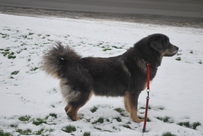 Photo de Dogue du tibet