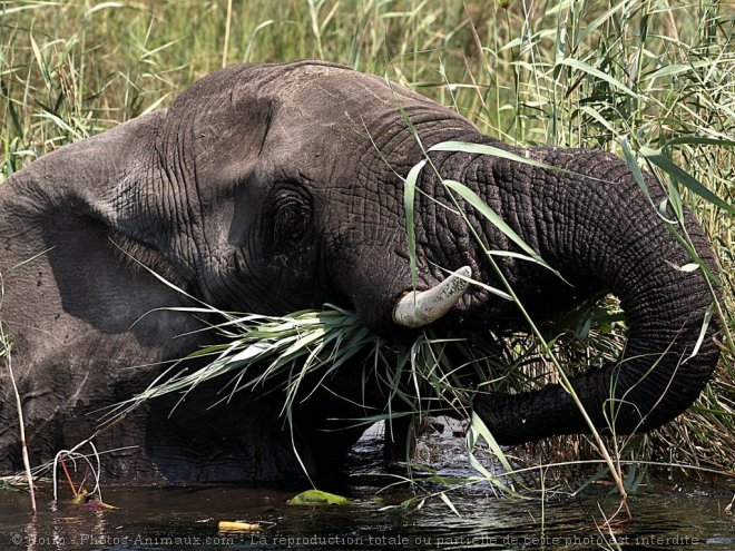 Photo d'Elphant d'afrique