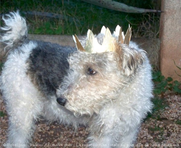 Photo de Fox terrier  poil dur