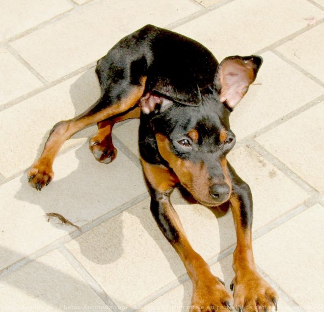 Photo de Pinscher nain