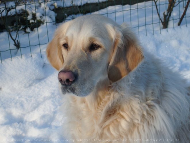 Photo de Golden retriever