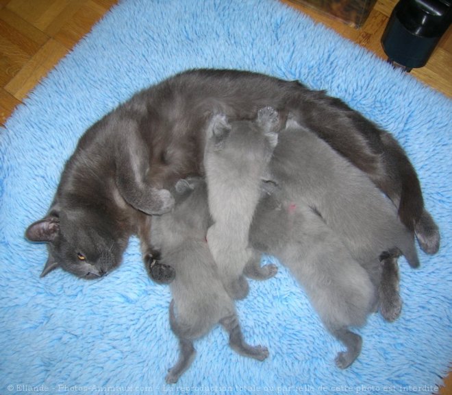 Photo de Chartreux