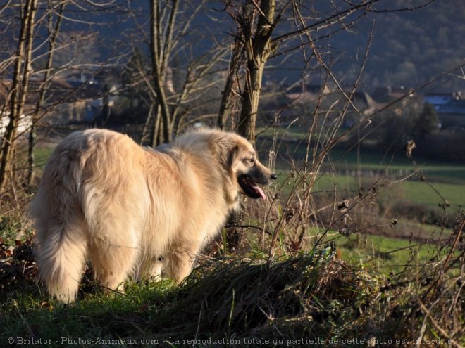 Photo de Chien de berger yougoslave de charplanina