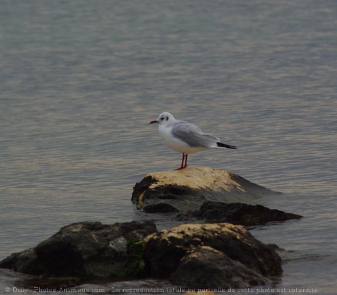 Photo de Mouette