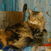 Photo de Maine coon