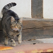 Photo de Chat domestique