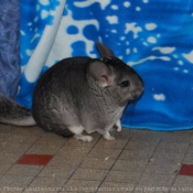 Photo de Chinchilla