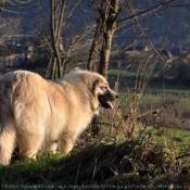 Photo de Chien de berger yougoslave de charplanina