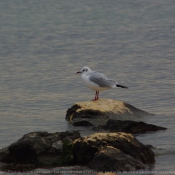 Photo de Mouette