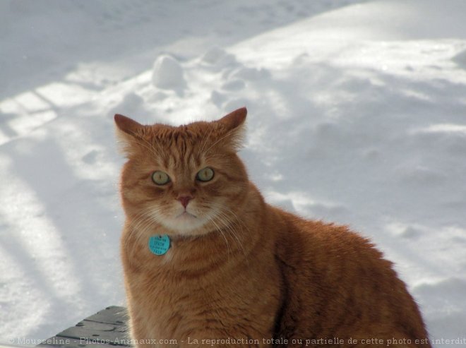 Photo de Chat domestique