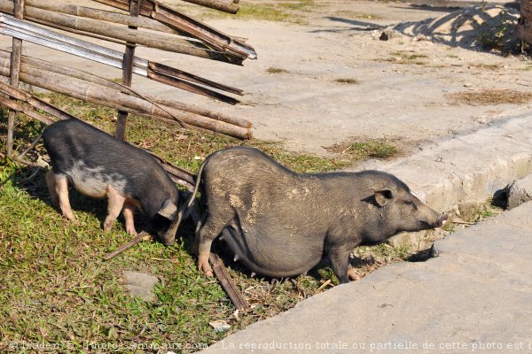 Photo de Cochon