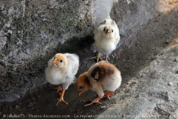 Photo de Poule