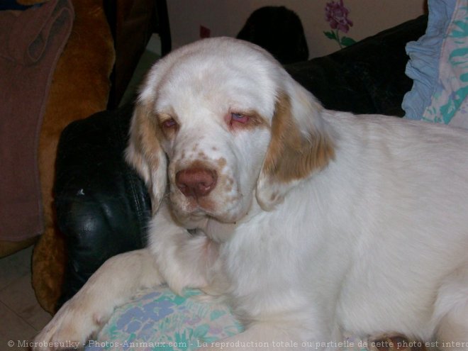 Photo de Clumber spaniel