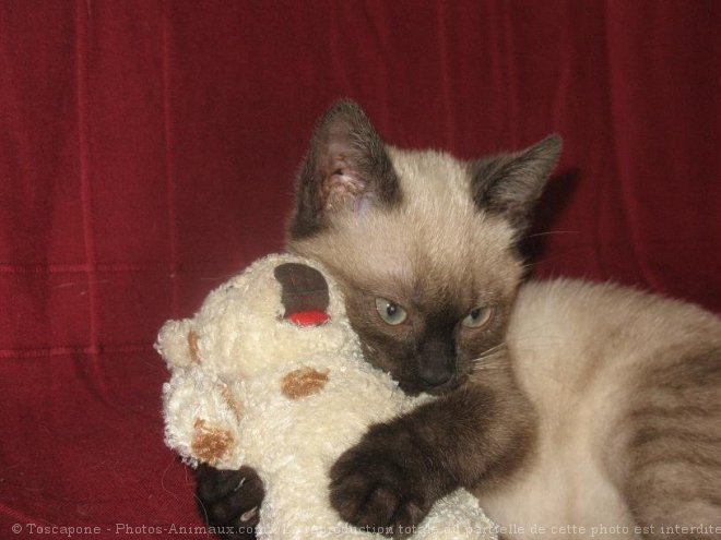 Photo de Chat domestique