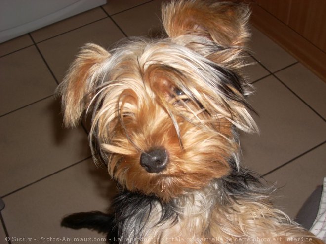 Photo de Yorkshire terrier