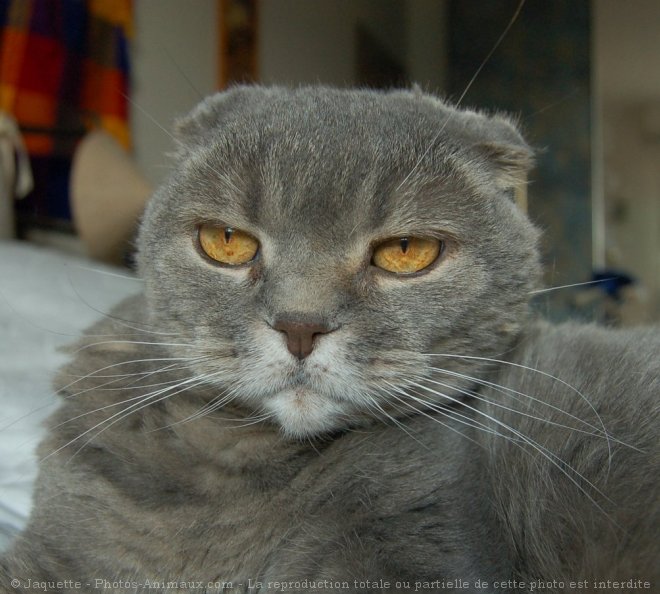 Photo de Scottish fold