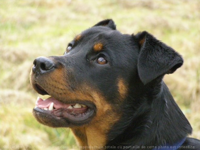 Photo de Rottweiler