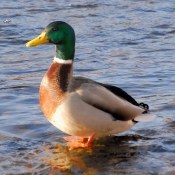 Photo de Canard colvert