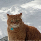 Photo de Chat domestique