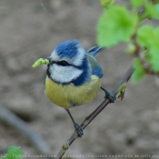 Photo de Msange bleue