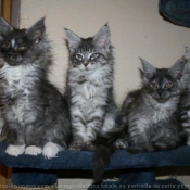 Photo de Maine coon