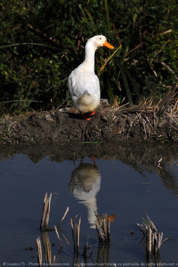 Photo de Canard