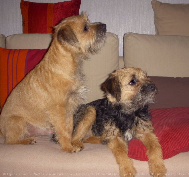 Photo de Border terrier