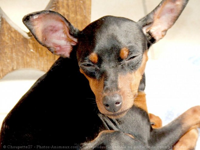 Photo de Pinscher nain