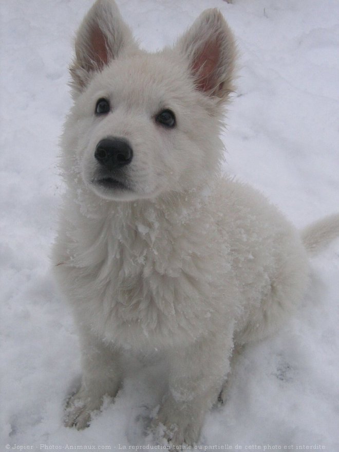 Photo de Berger blanc suisse