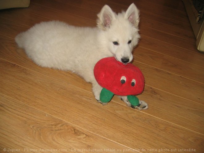 Photo de Berger blanc suisse