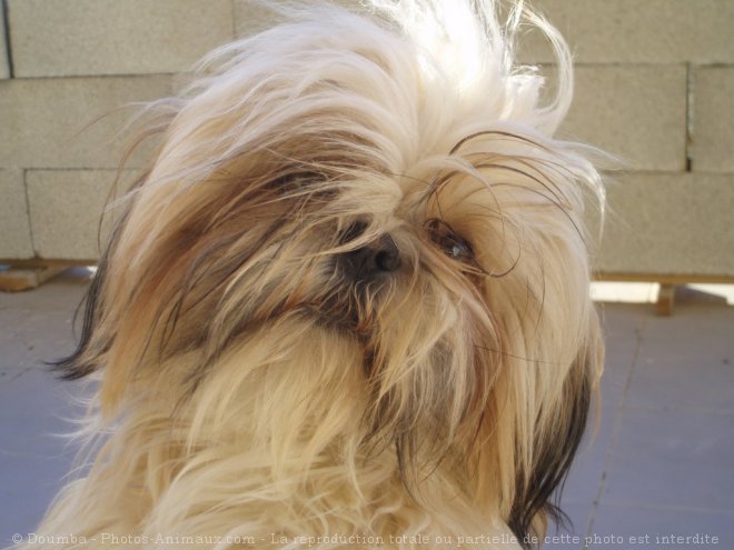 Photo de Shih tzu