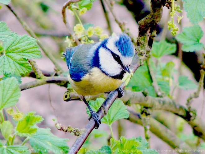 Photo de Msange bleue