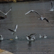 Photo de Mouette