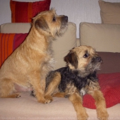 Photo de Border terrier