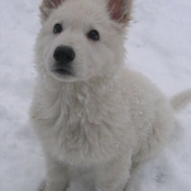 Photo de Berger blanc suisse