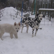 Photo de Berger blanc suisse