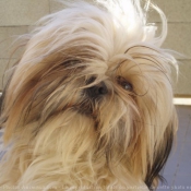 Photo de Shih tzu