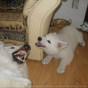 Photo de Berger blanc suisse