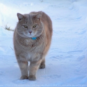 Photo de Chat domestique