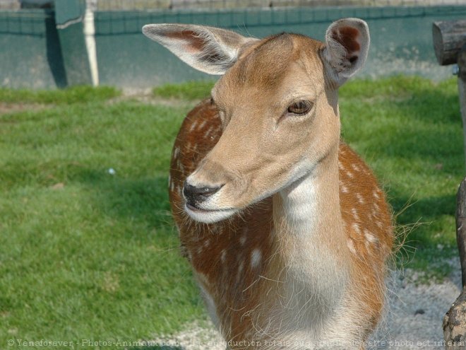 Photo de Biche