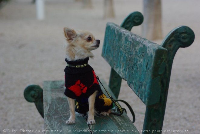 Photo de Chihuahua  poil long