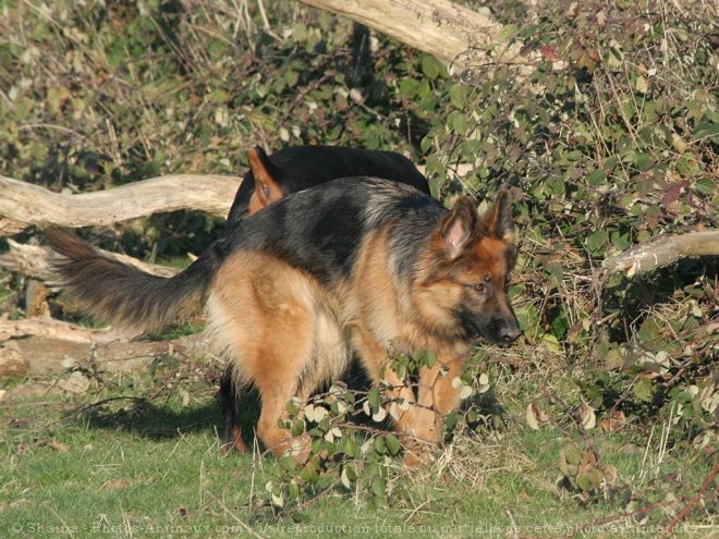 Photo de Berger allemand  poil court