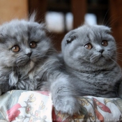 Photo de Scottish fold